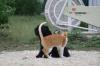 <img100*0:stuff/z/73640/cat%2520and%2520dog/i1262500866_10.jpg>