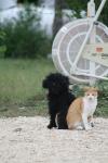 <img100*0:stuff/z/73640/cat%2520and%2520dog/i1262500866_11.jpg>