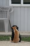 <img100*0:stuff/z/73640/cat%2520and%2520dog/i1262500866_12.jpg>