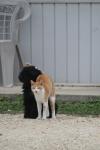 <img100*0:stuff/z/73640/cat%2520and%2520dog/i1262500866_13.jpg>