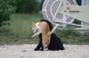 <img100*0:stuff/z/73640/cat%2520and%2520dog/i1262500866_14.jpg>