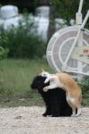 <img100*0:stuff/z/73640/cat%2520and%2520dog/i1262500866_15.jpg>