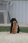 <img100*0:stuff/z/73640/cat%2520and%2520dog/i1262500866_16.jpg>