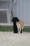 <img100*0:stuff/z/73640/cat%2520and%2520dog/i1262500866_17.jpg>