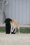 <img100*0:stuff/z/73640/cat%2520and%2520dog/i1262500866_9.jpg>