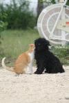 <img100*0:stuff/z/73640/cat%2520and%2520dog/i1262500867_18.jpg>