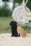 <img100*0:stuff/z/73640/cat%2520and%2520dog/i1262500867_19.jpg>
