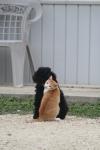 <img100*0:stuff/z/73640/cat%2520and%2520dog/i1262500867_20.jpg>
