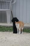 <img100*0:stuff/z/73640/cat%2520and%2520dog/i1262500867_21.jpg>