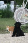 <img100*0:stuff/z/73640/cat%2520and%2520dog/i1262500867_22.jpg>