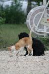 <img100*0:stuff/z/73640/cat%2520and%2520dog/i1262500867_23.jpg>