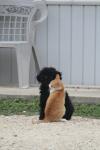 <img100*0:stuff/z/73640/cat%2520and%2520dog/i1262500867_24.jpg>