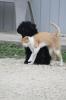 Cat and Dog