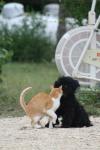 <img100*0:stuff/z/73640/cat%2520and%2520dog/i1262500867_26.jpg>