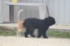 <img100*0:stuff/z/73640/cat%2520and%2520dog/i1262500868_27.jpg>