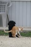 <img100*0:stuff/z/73640/cat%2520and%2520dog/i1262500868_28.jpg>