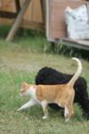 <img100*0:stuff/z/73640/cat%2520and%2520dog/i1262500868_29.jpg>