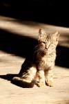 <img100*0:stuff/z/73640/cats%2520reference.2/i1262503009_1.jpg>