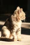 <img100*0:stuff/z/73640/cats%2520reference.2/i1262503009_10.jpg>