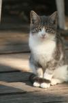 <img100*0:stuff/z/73640/cats%2520reference.2/i1262503009_11.jpg>