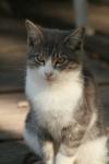 <img100*0:stuff/z/73640/cats%2520reference.2/i1262503009_12.jpg>