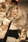 <img100*0:stuff/z/73640/cats%2520reference.2/i1262503009_13.jpg>