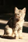 <img100*0:stuff/z/73640/cats%2520reference.2/i1262503009_14.jpg>