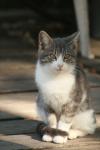 <img100*0:stuff/z/73640/cats%2520reference.2/i1262503009_15.jpg>