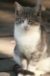 <img100*0:stuff/z/73640/cats%2520reference.2/i1262503009_16.jpg>