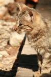 <img100*0:stuff/z/73640/cats%2520reference.2/i1262503009_17.jpg>