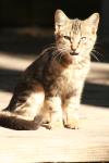 <img100*0:stuff/z/73640/cats%2520reference.2/i1262503009_2.jpg>