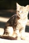 <img100*0:stuff/z/73640/cats%2520reference.2/i1262503009_3.jpg>