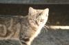 <img100*0:stuff/z/73640/cats%2520reference.2/i1262503009_4.jpg>