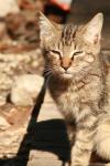 <img100*0:stuff/z/73640/cats%2520reference.2/i1262503009_5.jpg>