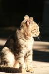 <img100*0:stuff/z/73640/cats%2520reference.2/i1262503009_6.jpg>