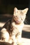 <img100*0:stuff/z/73640/cats%2520reference.2/i1262503009_7.jpg>