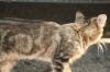 <img100*0:stuff/z/73640/cats%2520reference.2/i1262503009_8.jpg>