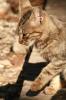 Cats Reference.2
