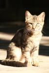 <img100*0:stuff/z/73640/cats%2520reference.2/i1262503010_18.jpg>