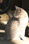 <img100*0:stuff/z/73640/cats%2520reference.2/i1262503010_19.jpg>