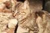 <img100*0:stuff/z/73640/cats%2520reference.2/i1262503010_20.jpg>