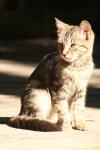 <img100*0:stuff/z/73640/cats%2520reference.2/i1262503010_21.jpg>