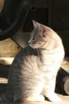 <img100*0:stuff/z/73640/cats%2520reference.2/i1262503010_22.jpg>