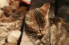 <img100*0:stuff/z/73640/cats%2520reference.2/i1262503010_23.jpg>