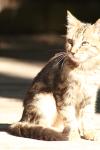 <img100*0:stuff/z/73640/cats%2520reference.2/i1262503010_24.jpg>