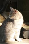 <img100*0:stuff/z/73640/cats%2520reference.2/i1262503010_25.jpg>