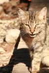 <img100*0:stuff/z/73640/cats%2520reference.2/i1262503010_26.jpg>