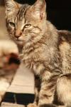 <img100*0:stuff/z/73640/cats%2520reference.2/i1262505646_1.jpg>