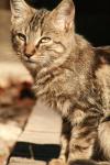 <img100*0:stuff/z/73640/cats%2520reference.2/i1262505646_2.jpg>