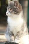 <img100*0:stuff/z/73640/cats%2520reference.2/i1262505646_3.jpg>